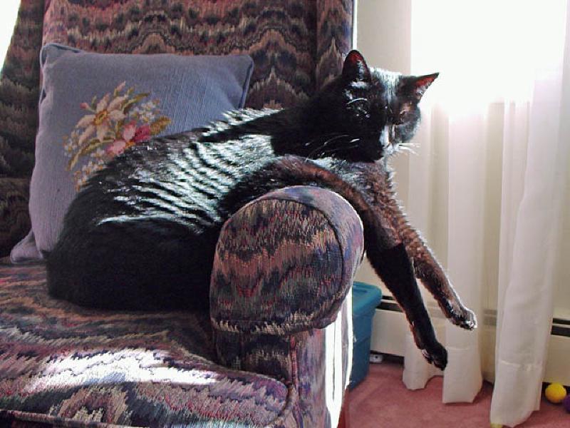 Puck knows a good patch of sun when he sees one.