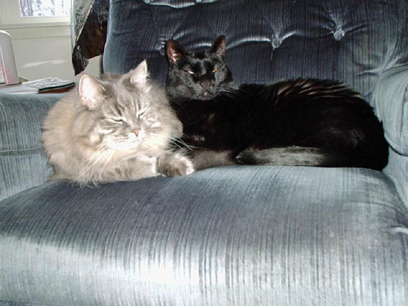 February - March Photo Gallery / Amigos para Siempre 2/2005