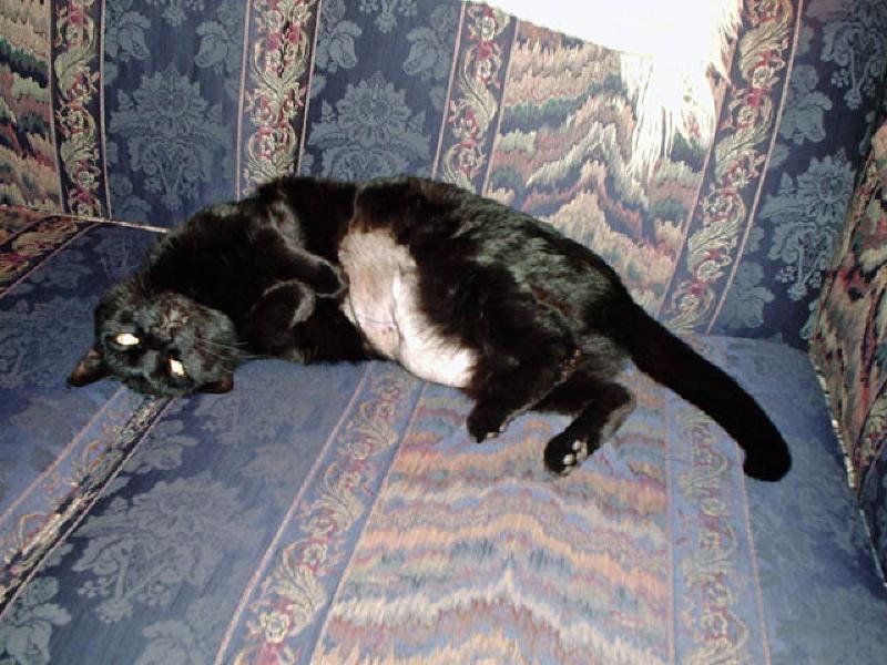 Puck's bare tummy after surgery. Puck has always had a weird fetish for ribbon. This time it got him in trouble--he knocked over a vase which contained some flowers whose stems were bound by some shiny ribbon which Puck proceeded to eat. It blocked his digestive tract, which required surgery to un-block (this happened the same day as Marla's eye surgery). Poor Puck! He's doing fine now.