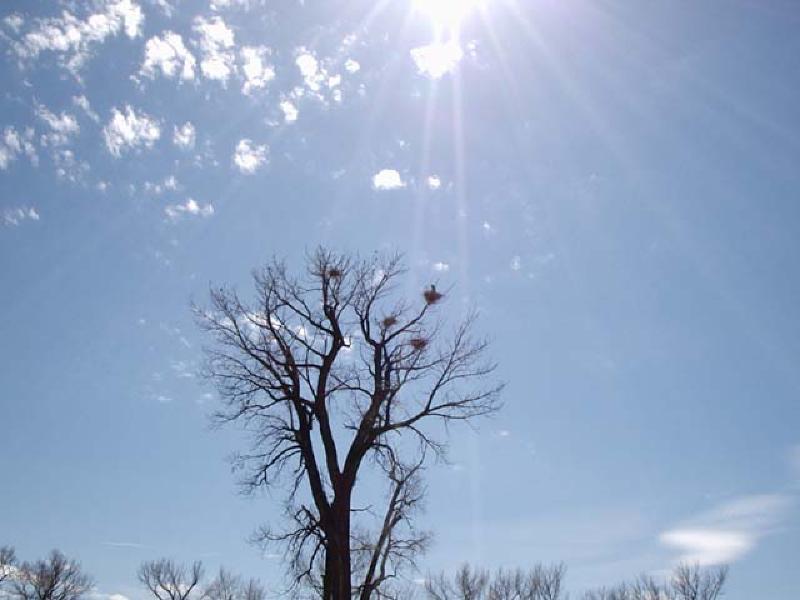 One of the highlights of the Colorado River trip was a swing by the rookery of the Great Blue Heron, nesting for the spring. Very beautiful, graceful birds. If you look hard, you can see a Heron in the upper right hand nest within the tree.