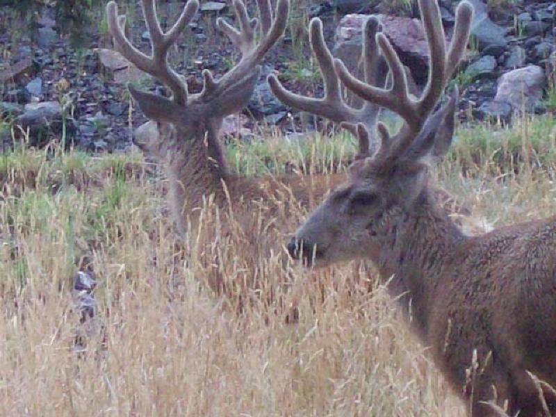 A couple of young bucks visit the back yard of the cabin in which Marla and Mark stayed during their visit.