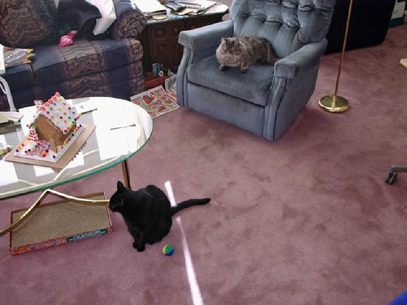 Always good for a laugh or two, Puck and Ziggy are a great source of entertainment for each other and for Marla and Mary as they rumble around the house at play.