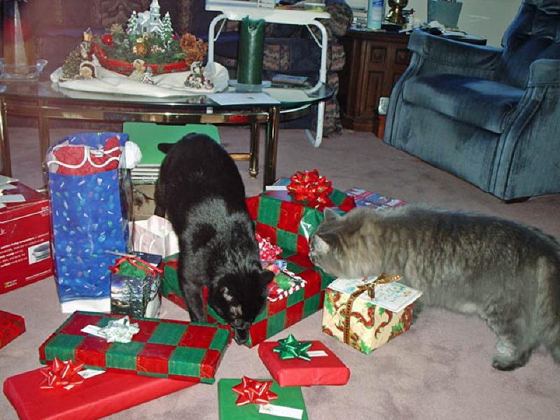 Puck and Ziggy looking through the presents to see which are for them!
