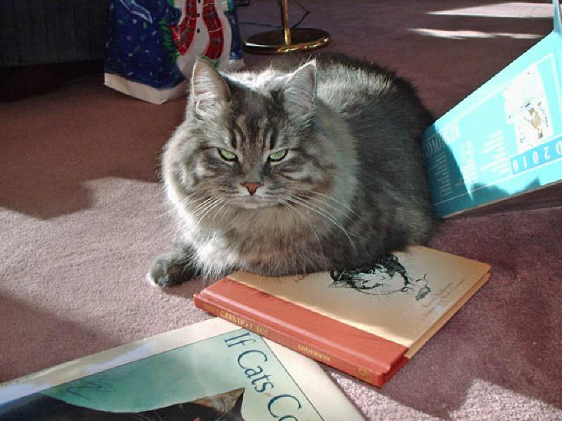Ziggy rests atop the book entitled "Why Cats Do That." Why, indeed? Asks Ziggy.